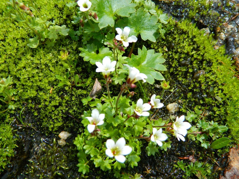 Bract Saxifrage photo 2