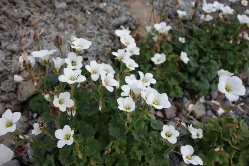 Bract Saxifrage