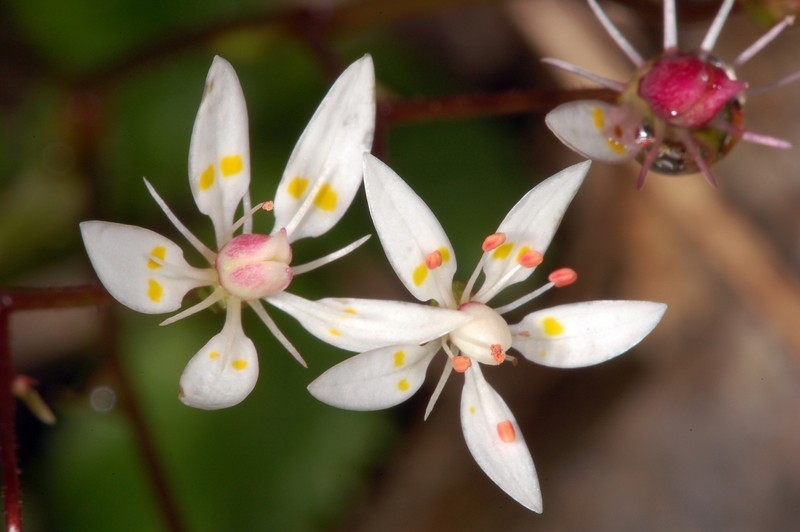 Saxifrage photo 2