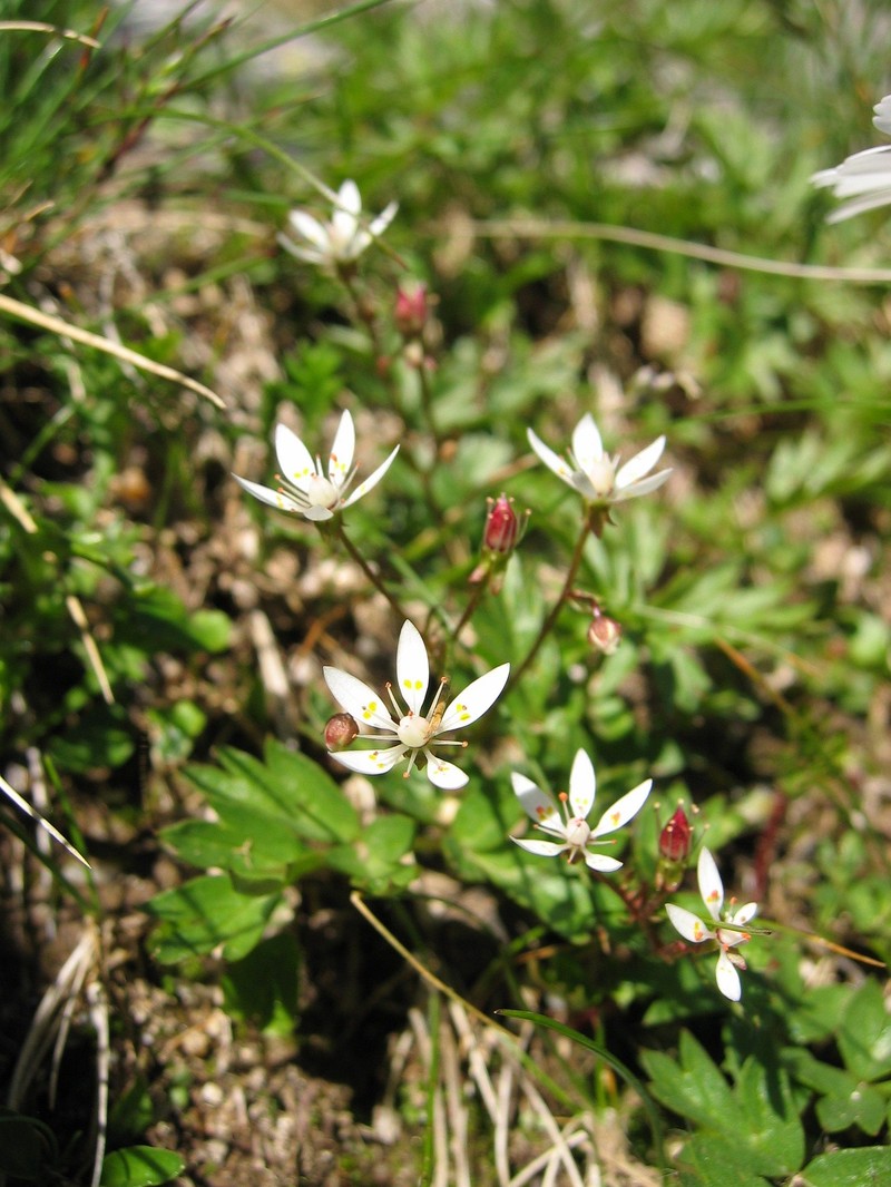 Saxifrage photo 3