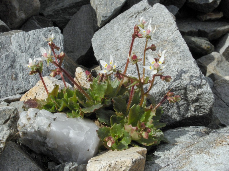 Saxifrage