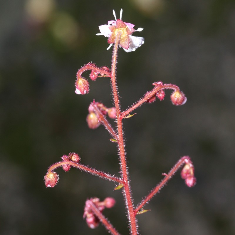 Creeping Saxifrage photo 5
