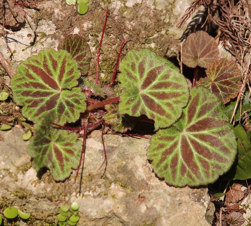 Creeping Saxifrage photo 6