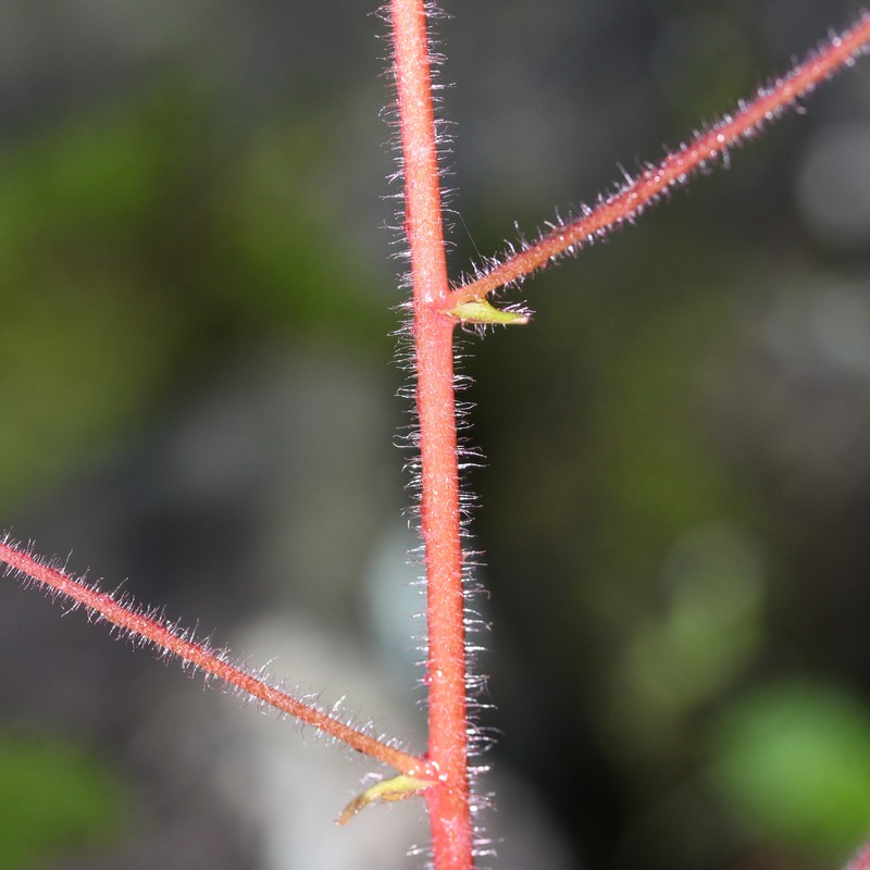 Creeping Saxifrage photo 7