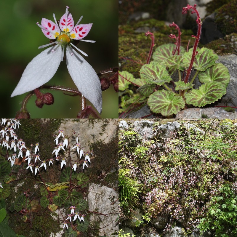 Creeping Saxifrage photo 2