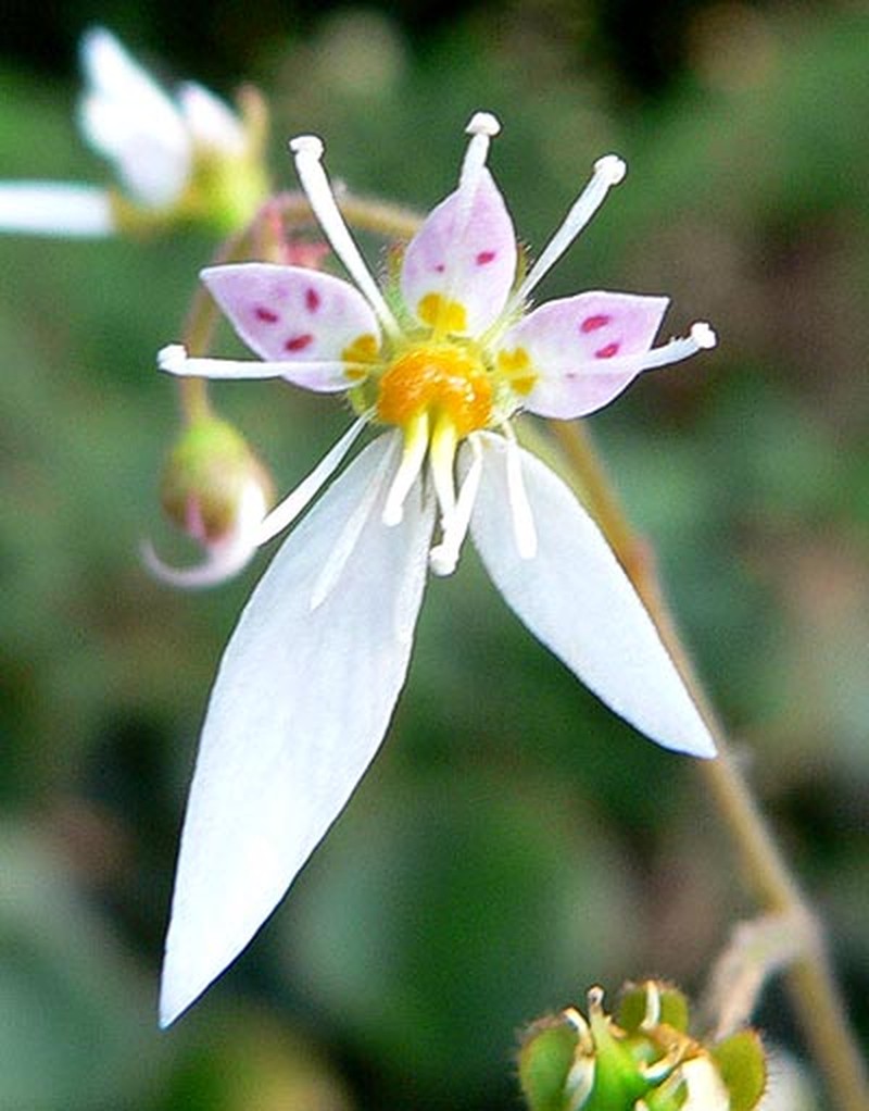 Creeping Saxifrage photo 3