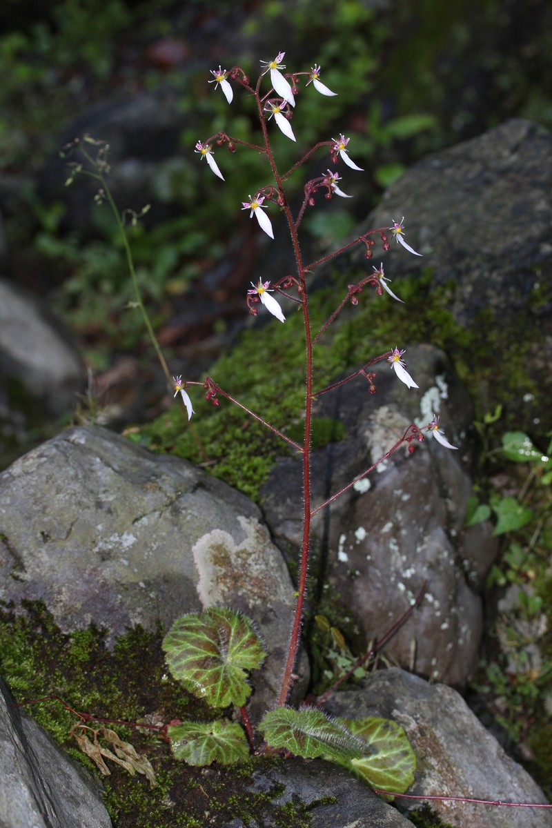 Creeping Saxifrage photo 4