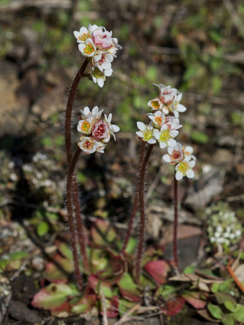 Texas Saxifrage