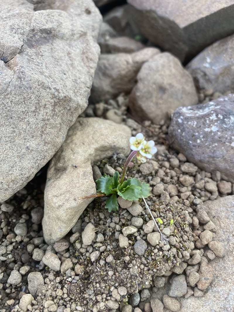 Ottertail Pass Saxifrage
