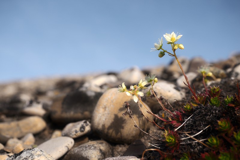 Three Toothed Saxifrage photo 4