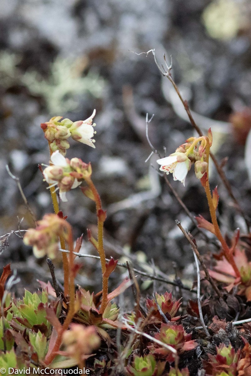Three Toothed Saxifrage photo 5