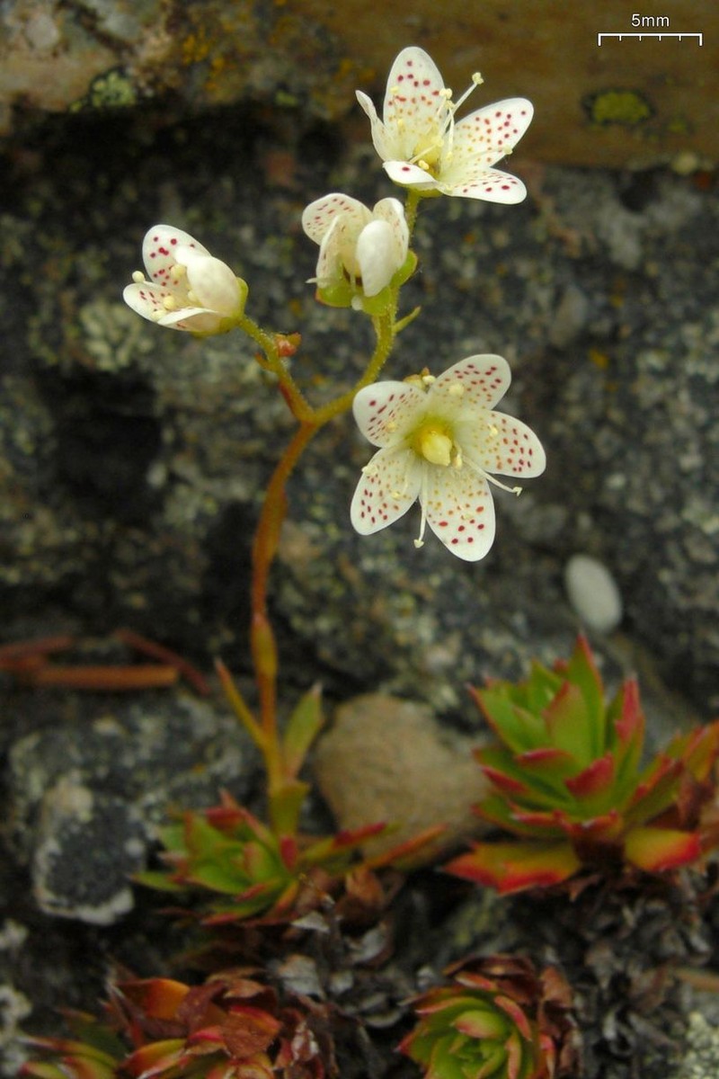 Three Toothed Saxifrage photo 2