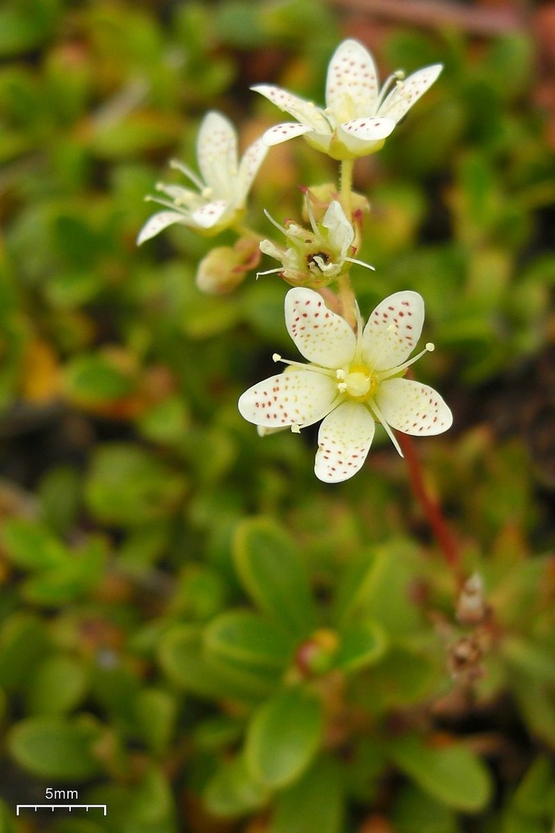 Three Toothed Saxifrage photo 3