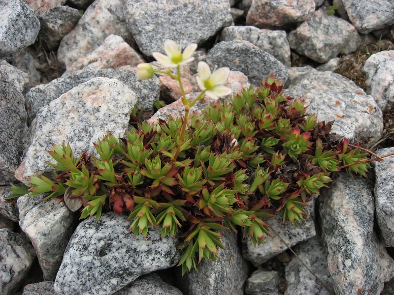 Three Toothed Saxifrage
