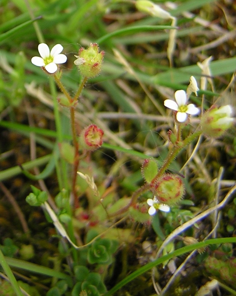 Rueleaf Saxifrage photo 2