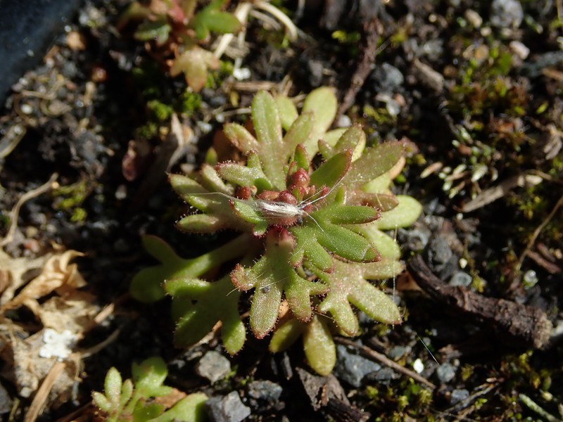 Rueleaf Saxifrage photo 3