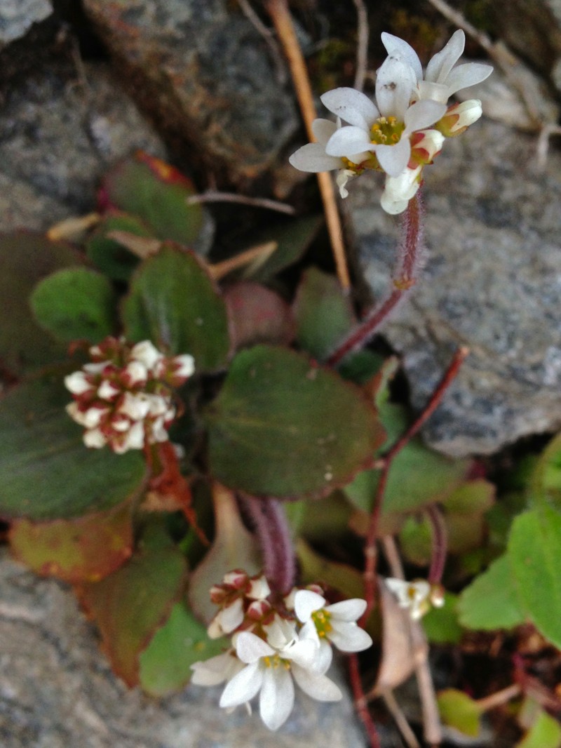 Early Saxifrage photo 3