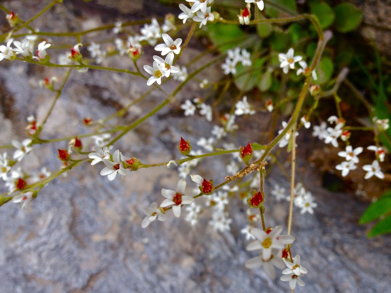 Early Saxifrage photo 4