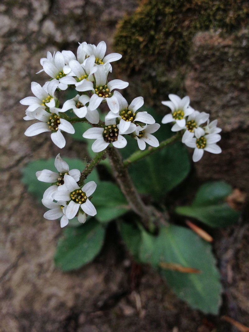 Early Saxifrage photo 5