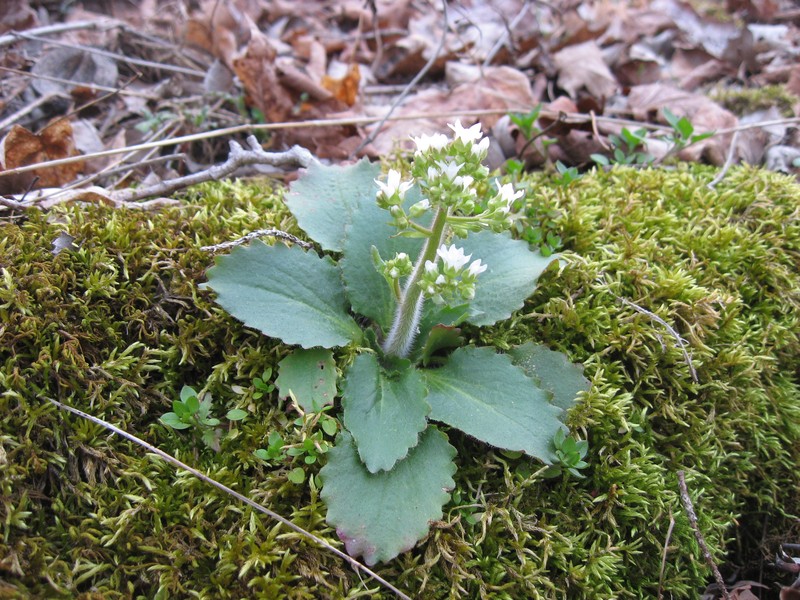 Early Saxifrage photo 2