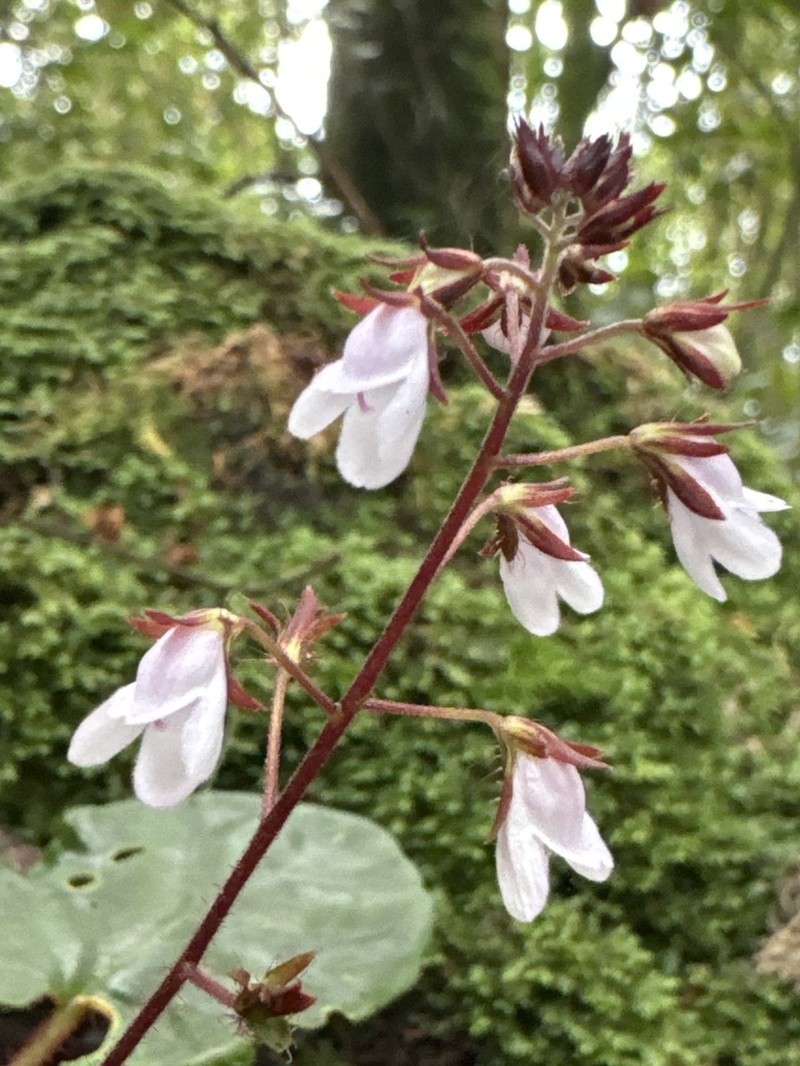 Saintpauliopsis lebrunii