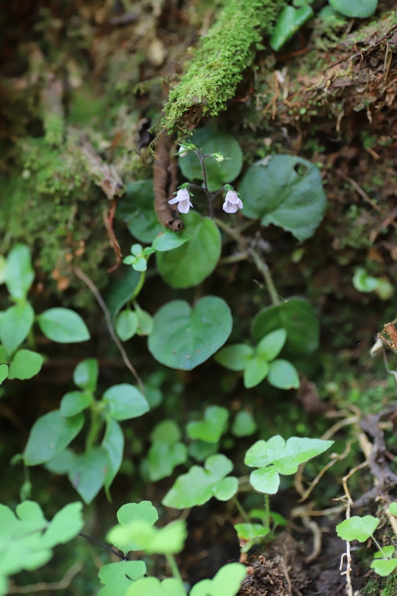 Saintpauliopsis lebrunii photo 2