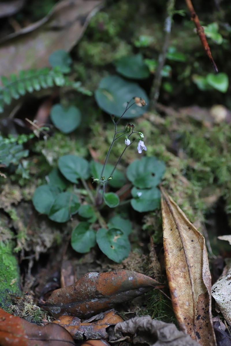 Saintpauliopsis lebrunii photo 4