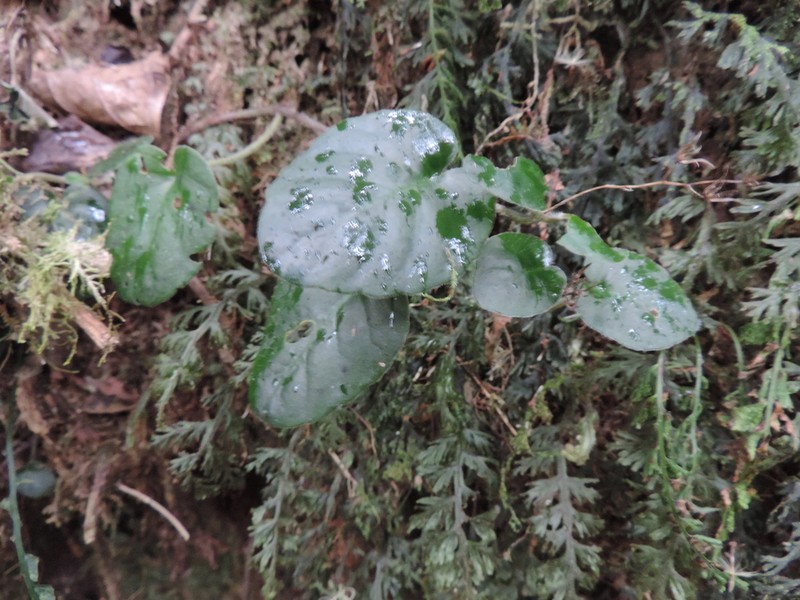 Saintpauliopsis lebrunii photo 5