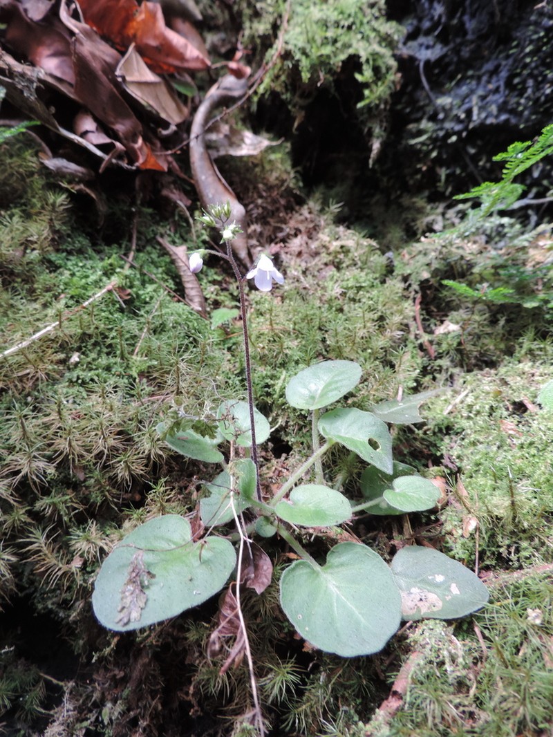 Saintpauliopsis lebrunii photo 6