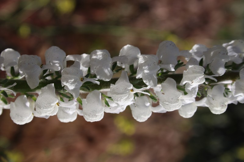Coulter's Snapdragon photo 2