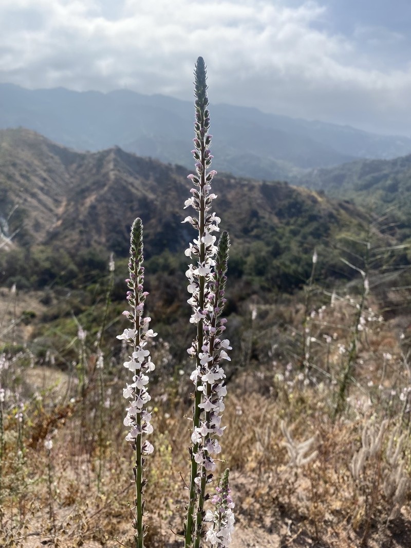 Coulter's Snapdragon