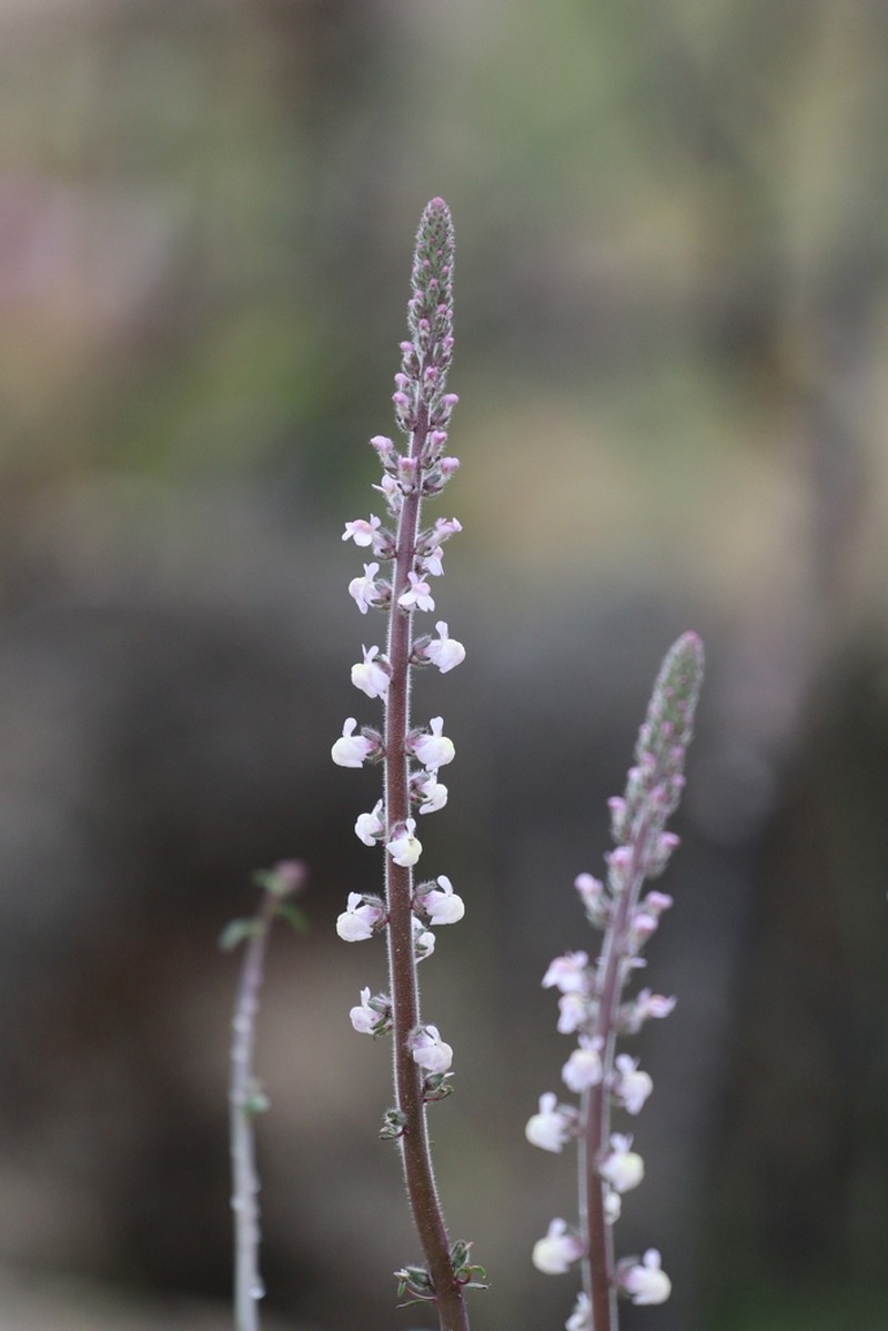 Coulter's Snapdragon photo 2