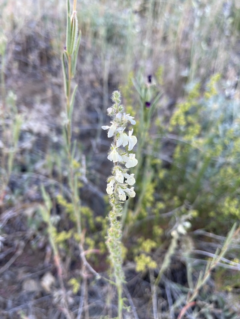 Coulter's Snapdragon photo 3