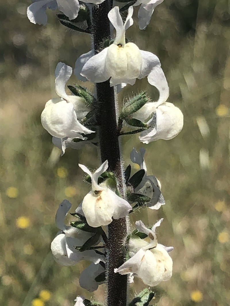 Coulter's Snapdragon photo 4