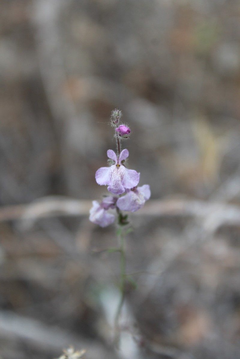 Coulter's Snapdragon photo 5