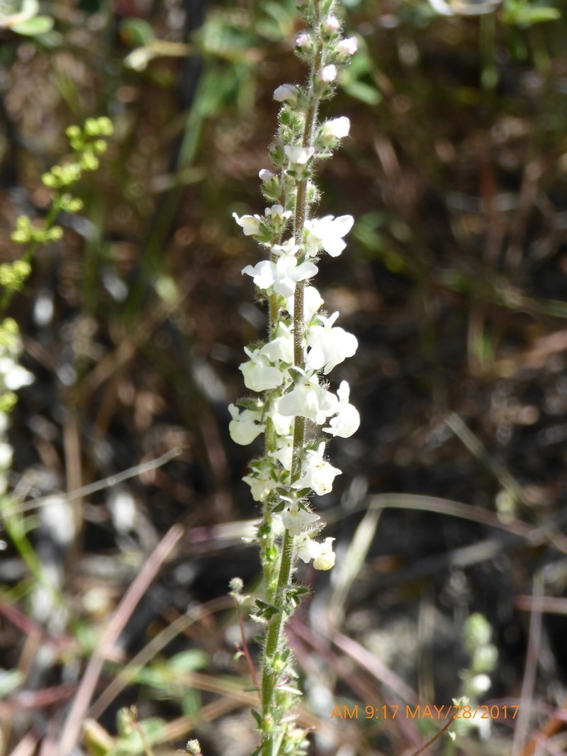 Coulter's Snapdragon photo 6