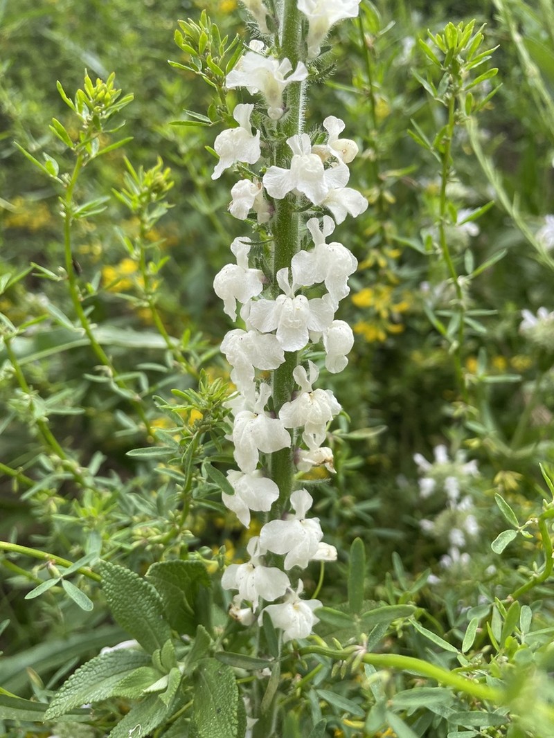 Coulter's Snapdragon photo 7