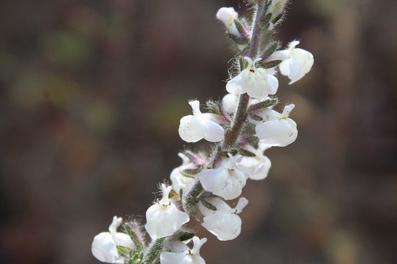 Coulter's Snapdragon photo 8