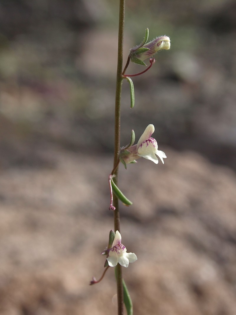 Least Snapdragon photo 3