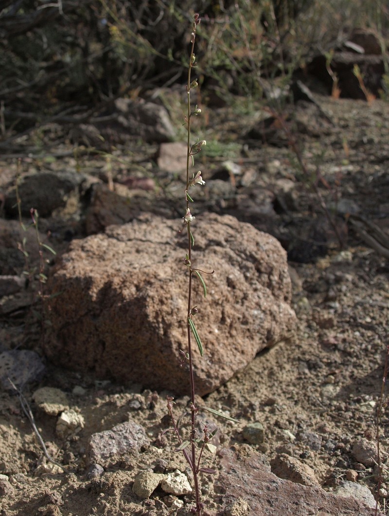 Least Snapdragon photo 4