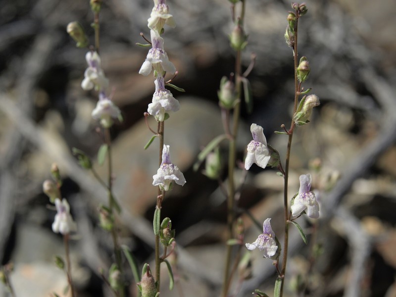 Least Snapdragon photo 5