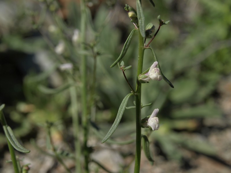 Least Snapdragon photo 6