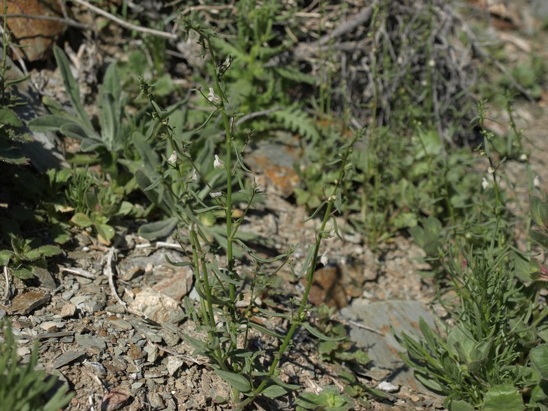 Least Snapdragon photo 7