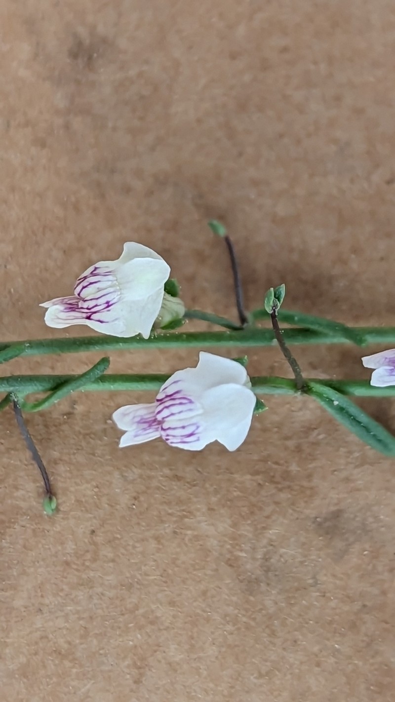 Least Snapdragon photo 2