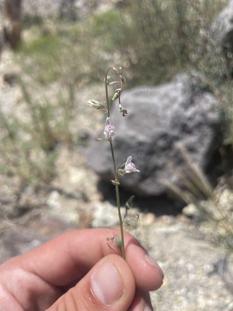 Least Snapdragon photo 3