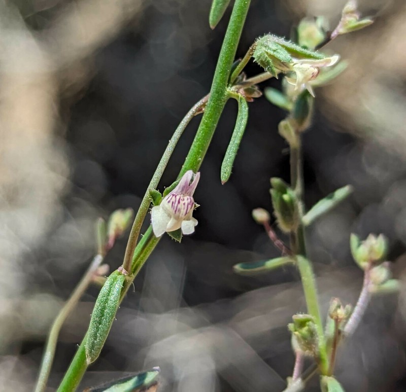 Least Snapdragon photo 4