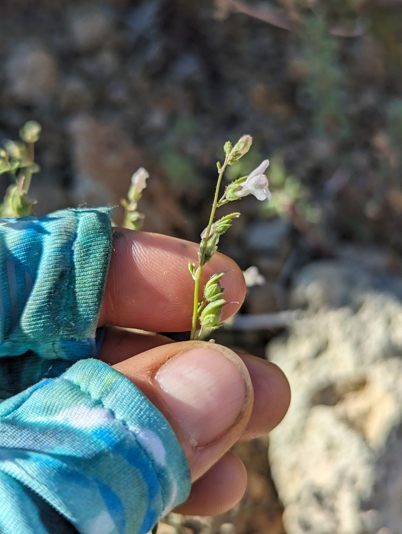 Least Snapdragon photo 5