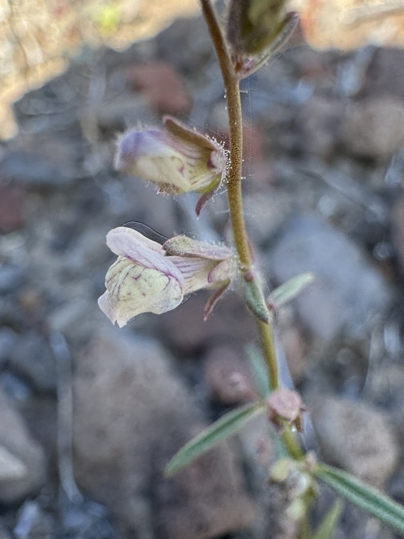 Least Snapdragon photo 6