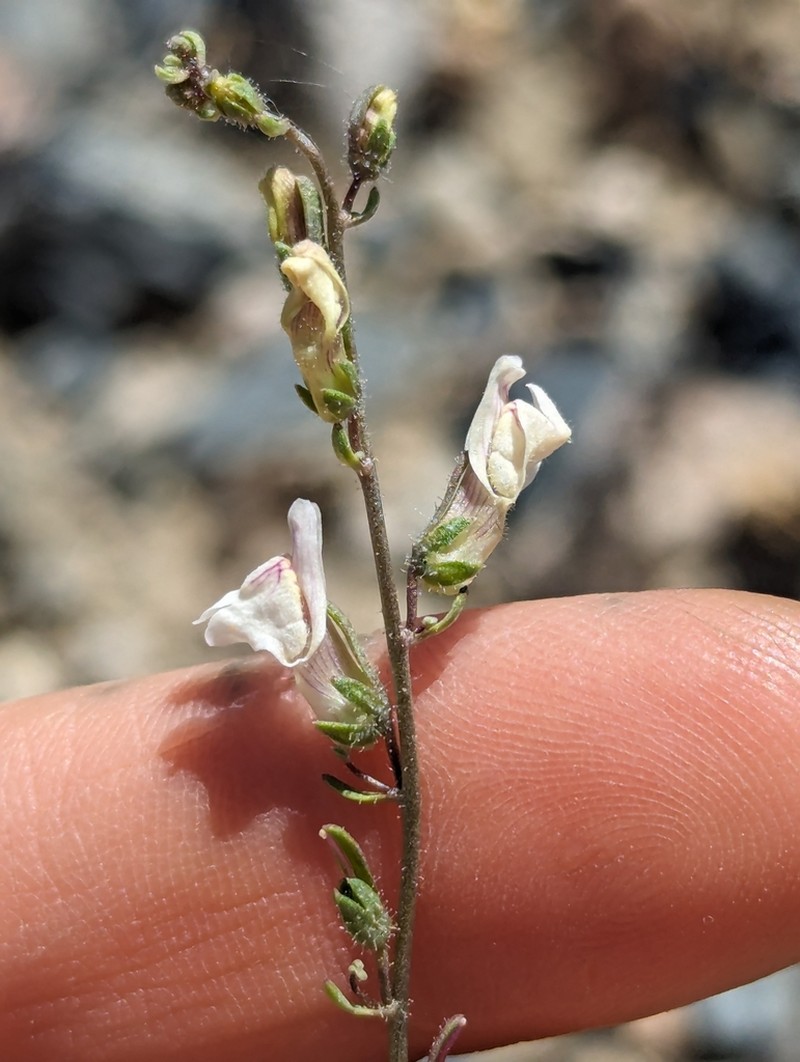 Least Snapdragon photo 7