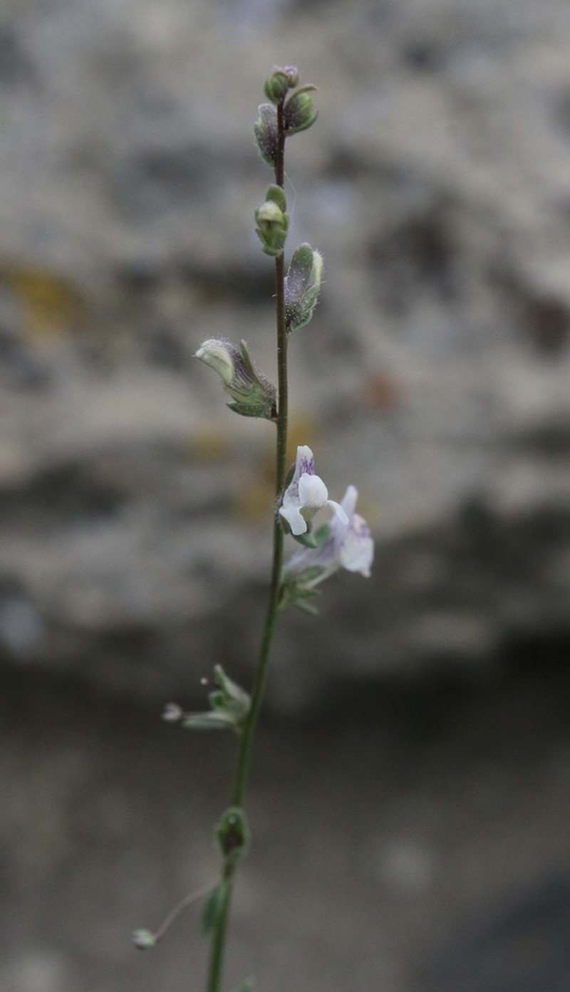 Least Snapdragon photo 8
